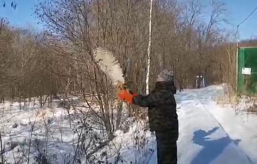 В Приморском крае выпустили на свободу краснокнижного филина